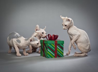 tüysüz Noel kediler