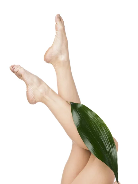 Green leaf and legs — Stock Photo, Image