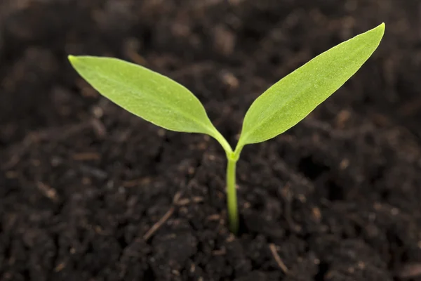 Groene plant groeien op bodem close-up — Stockfoto