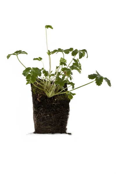 Groene plant in blok van de bodem — Stockfoto