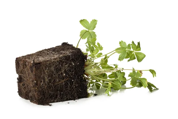 Green plants grow in block of soil — Stock Photo, Image