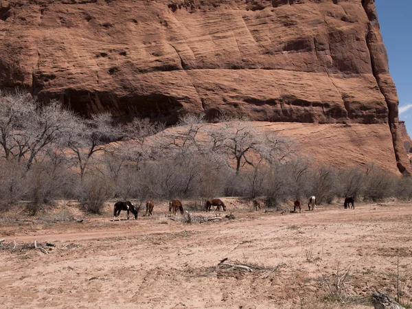 group of animals with bare trees and cliff in background