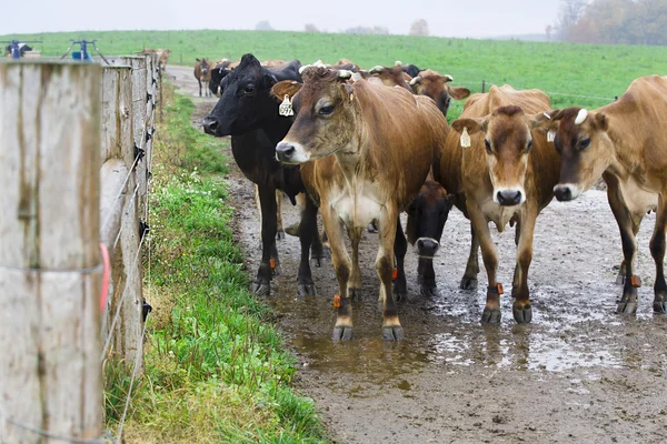 Grupo de vacas domésticas — Fotografia de Stock