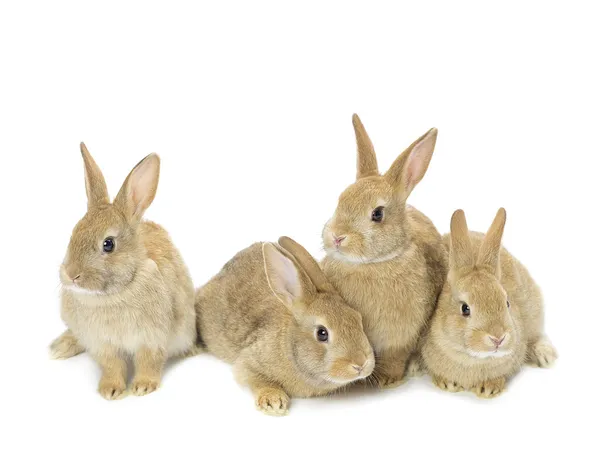 Group of young golden rabbits — Stock Photo, Image