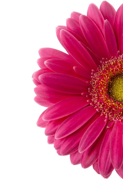 Half of pink daisy flower — Stock Photo, Image