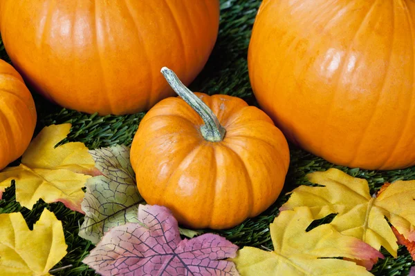 Overhead-Ansicht von Halloween-Kürbissen — Stockfoto