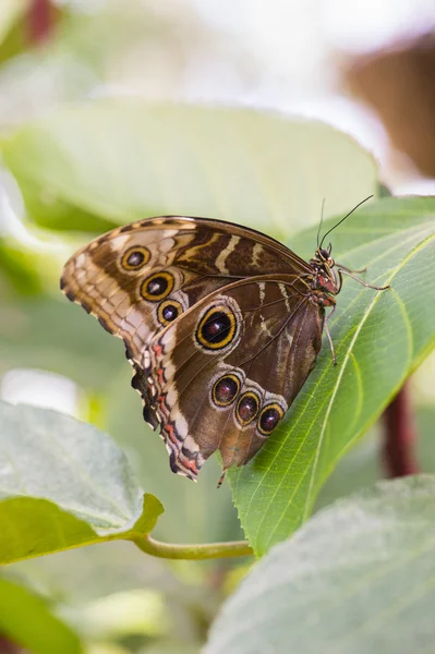 Sova motýl na zelený list — Stock fotografie