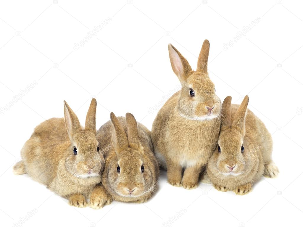 Group of young golden rabbits sitting on white — Stock Photo © kozzi2