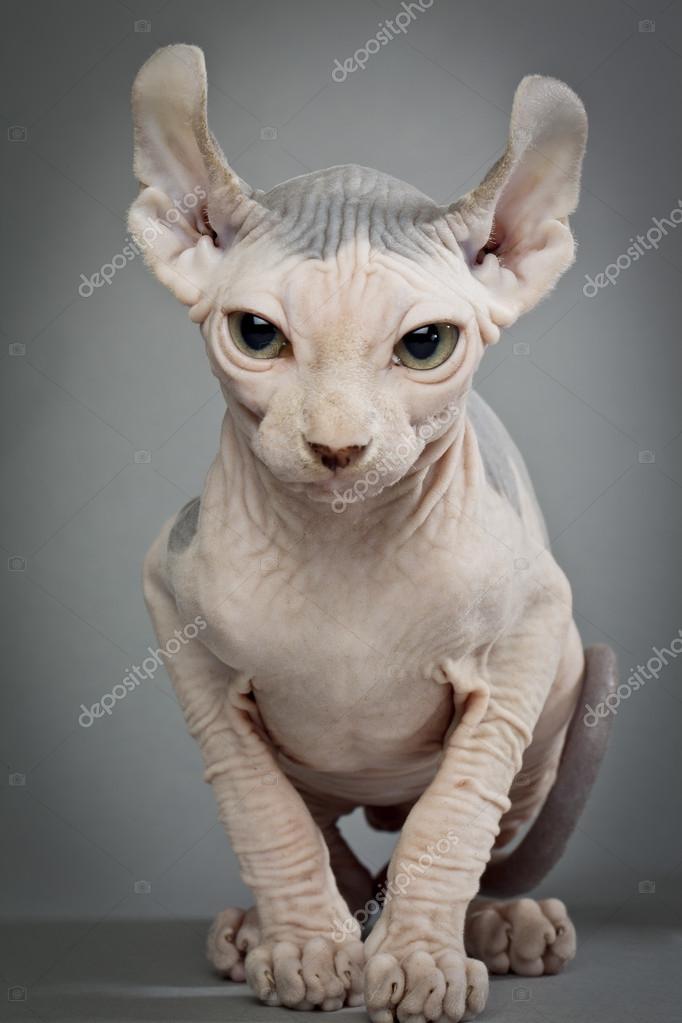 Chat Sans Poil Images Libres De Droit Photos De Chat Sans Poil Depositphotos Chat Sans Poil Images Libres De Droit Photos De Chat Sans Poil Depositphotos