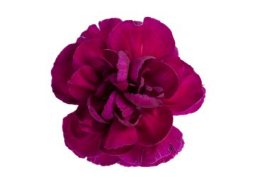 Beyaz arkaplanda pembe çiçek