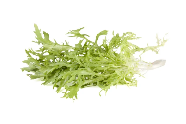 Arugula lettuce — Stock Photo, Image