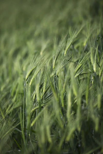 Pohled na pšeničné pole — Stock fotografie