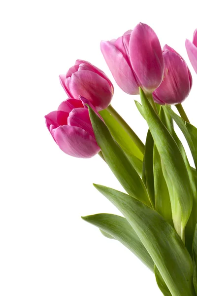 Fleurs de tulipes roses — Photo