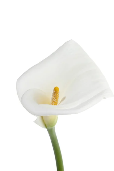 สีขาว calla ลิลลี่ — ภาพถ่ายสต็อก