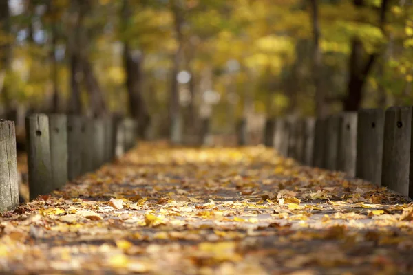 Poste de madera y hojas de otoño —  Fotos de Stock