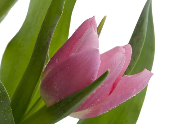268 růžová Tulipán — Stock fotografie