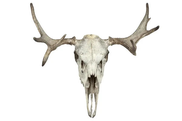 Тварина череп — стокове фото