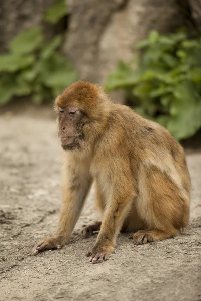 巴巴猕猴 — 图库照片