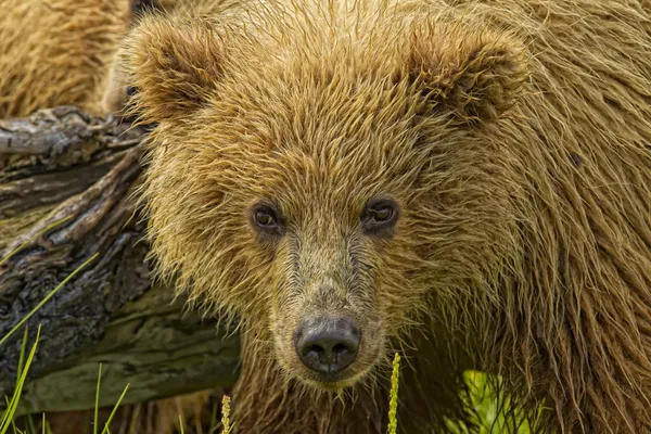 クマの肖像画 — ストック写真