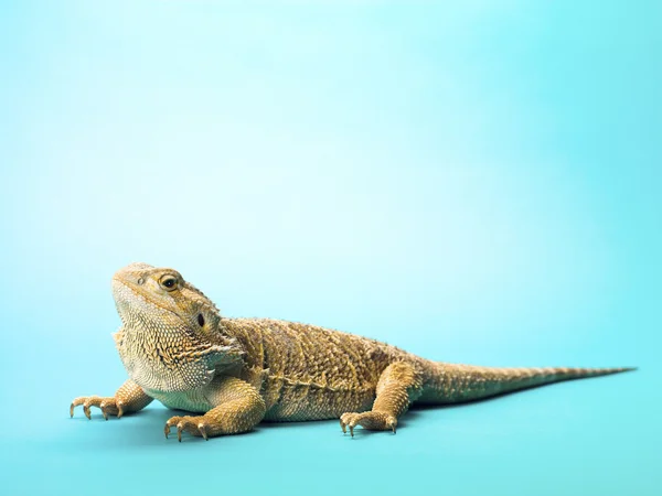 Lagarto-dragão barbudo — Fotografia de Stock