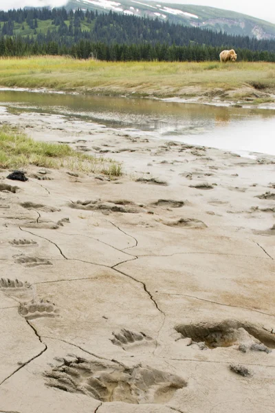 Bears by river — Stock Photo, Image