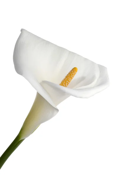 Güzel calla lily — Stok fotoğraf