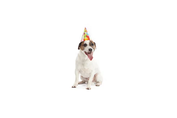 Jack di compleanno russell — Foto Stock