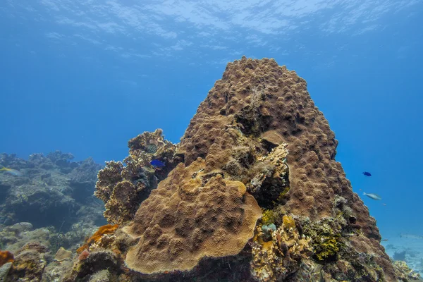 Fish and corals in dry tortugas national park — Stock Photo, Image