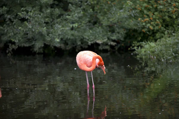 Flamant rose se baignant dans un étang — Photo