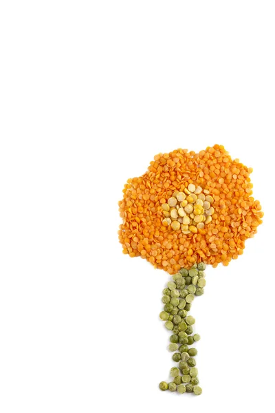 Квітка з квасолі — стокове фото