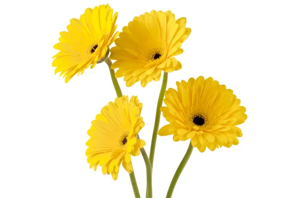 Four yellow flowers — Stock Photo, Image