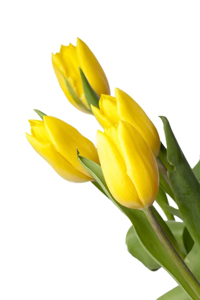 Tulipanes amarillos frescos sobre un fondo blanco —  Fotos de Stock