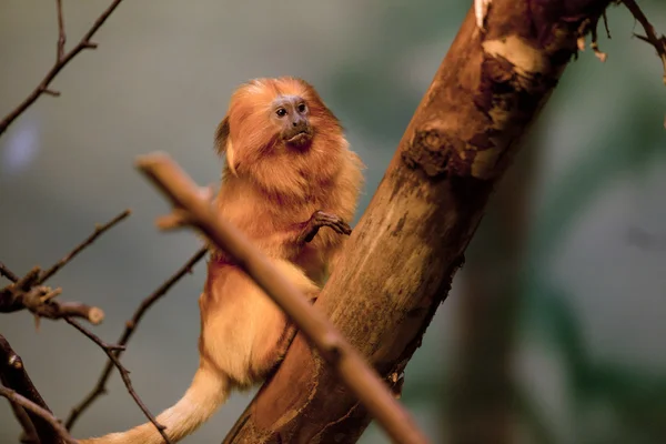 Goldener Löwe Tamarin auf einem Ast — Stockfoto