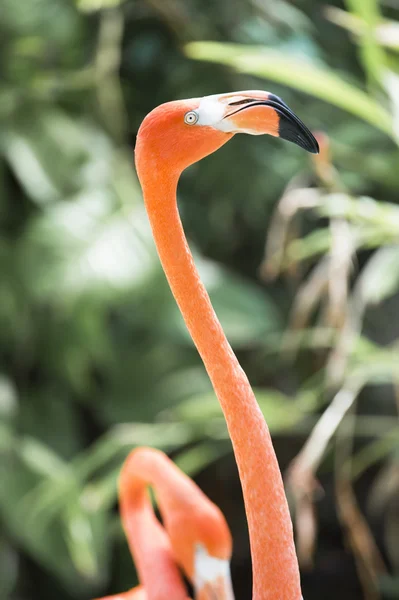 Tête et cou de flamant rose — Photo