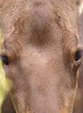 Öğrenci notebok ile