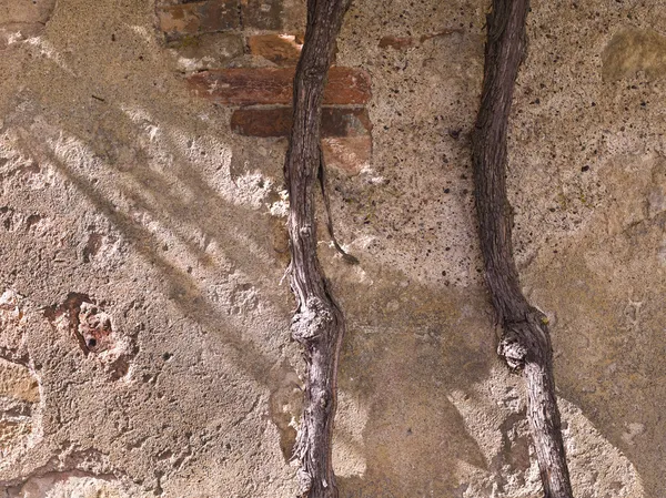 Vecchio muro di pietra toscana con vecchie vigne — Foto Stock