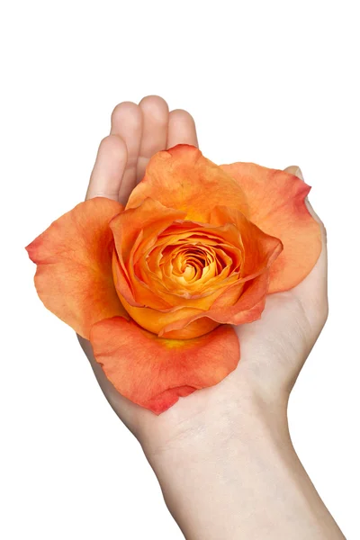 Otworzyć dłoń z pomarańczowy rose — Zdjęcie stockowe