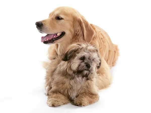 Perros de aspecto opuesto — Foto de Stock