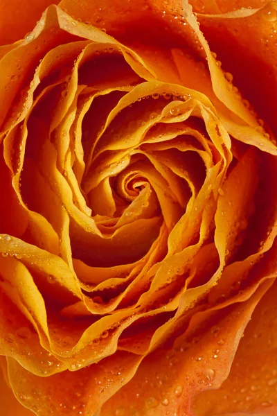 Orange petals rose — Stock Photo, Image