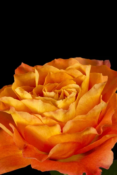 Orange rose on the dark — Stock Photo, Image