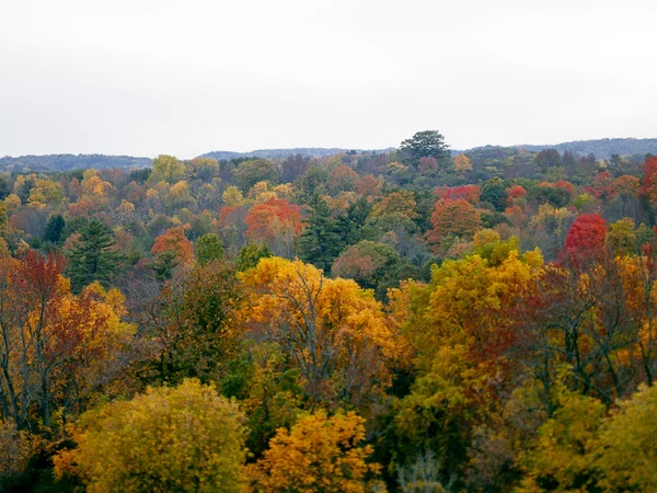 Dense forest — Stock Photo, Image