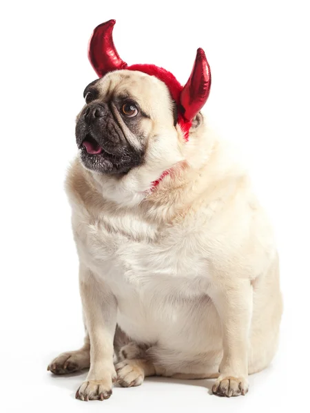 Собака дьявола — стоковое фото