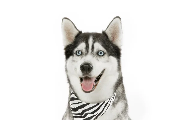 Hund mit Schal in Großaufnahme — Stockfoto