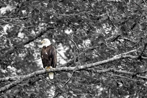 Aquila seduta su un ramo — Foto Stock