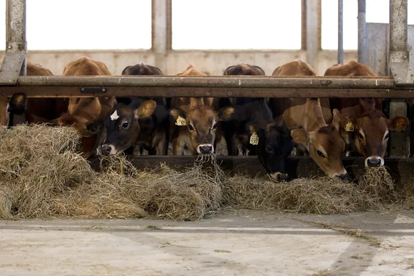 Eating farm cows — Stock Photo, Image