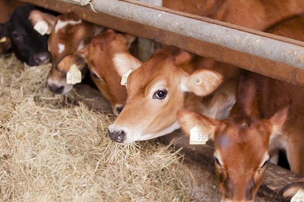 Farm cows in stalls — Stock Photo, Image