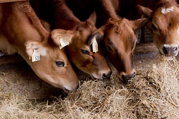 Feeding cows — Stock Photo, Image