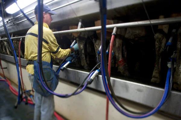 Agriculteur attachant la machine à traire à la vache — Photo