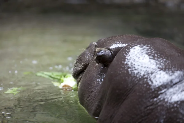 Alimentação do hipopótamo — Fotografia de Stock