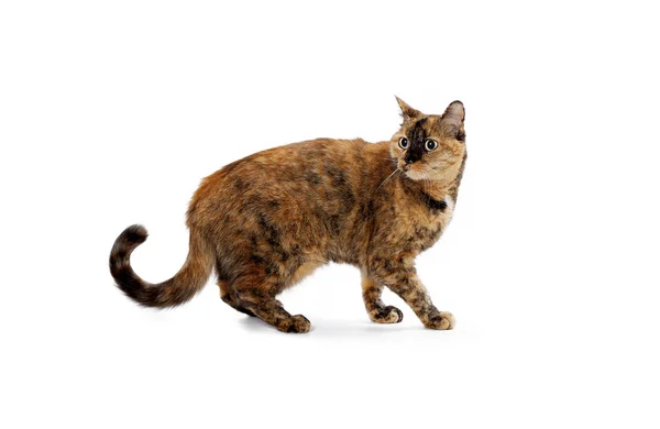 Katze läuft mit gedrehtem Kopf — Stockfoto